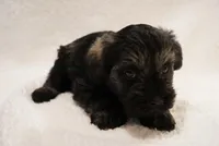 Blue, a male Miniature Schnauzer for sale in Miami, FL – Photo 2 of 4