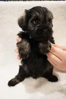 Blue, a male Miniature Schnauzer for sale in Miami, FL – Photo 4 of 4