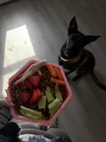 Akira , a female Belgian Malinois for sale in Methuen, MA – 3 of 4
