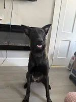 Akira , a female Belgian Malinois for sale in Methuen, MA – 4 of 4