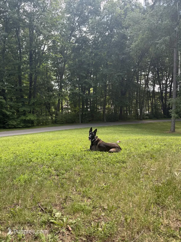 Akira  – Belgian Malinois puppy for sale in Methuen, MA