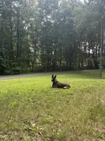 Akira , a female Belgian Malinois for sale in Methuen, MA – 1 of 4