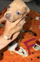 Blue Fawn Female , a female American Bully for sale in Rome, NY – 2 of 2
