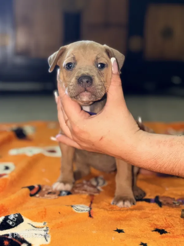 Blue Fawn Female  – American Bully puppy for sale in Rome, NY