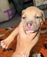 Blue Fawn Female, a female American Bully for sale in Rome, NY – 2 of 2