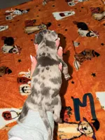 Blue Merle Male, a male American Bully for sale in Rome, NY – 3 of 3
