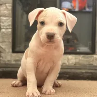 Female2, a female American Bully for sale in Rome, NY – Photo 6 of 7