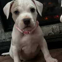 Female2, a female American Bully for sale in Rome, NY – Photo 7 of 7