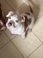 Female2, a female American Bully for sale in Rome, NY – Photo 3 of 7