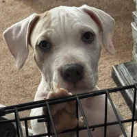 Female2, a female American Bully for sale in Rome, NY – Photo 4 of 7