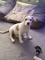 Female2, a female American Bully for sale in Rome, NY – Photo 1 of 7