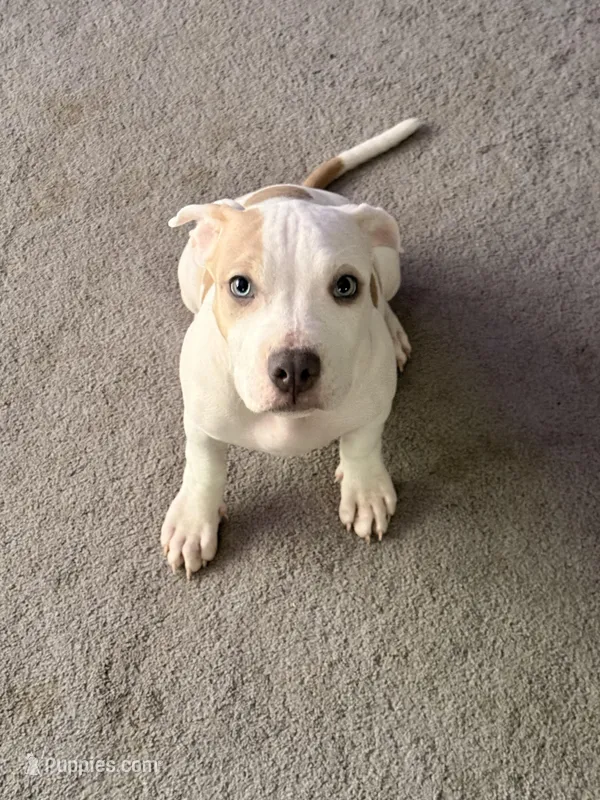 Female2 – American Bully puppy for sale in Rome, NY