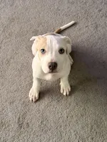 Female2, a female American Bully for sale in Rome, NY – Photo 2 of 7