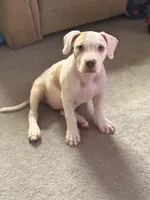 Female2, a female American Bully for sale in Rome, NY – Photo 7 of 7