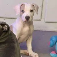 Female2, a female American Bully for sale in Rome, NY – Photo 3 of 7