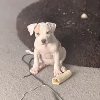 Female2, a female American Bully for sale in Rome, NY – Photo 5 of 7