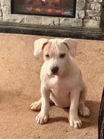 Female2, a female American Bully for sale in Rome, NY – Photo 1 of 7