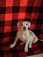 Female2, a female American Bully for sale in Rome, NY – Photo 2 of 7