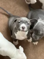 processed/06b1b555-9f82-4d3b-9dc7-777fc1720d57/listing/1d163a15-87b4-4fdd-9375-a217b6116bb1/02037038-3ee4-4a71-9d51-de6b658e4f0e