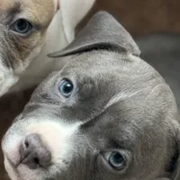 Female1, a female American Bully for sale in Rome, NY – Photo 4 of 5