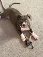 Female1, a female American Bully for sale in Rome, NY – Photo 1 of 5