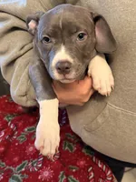 Female1, a female American Bully for sale in Rome, NY – Photo 5 of 5