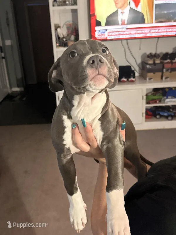 Female1 – American Bully puppy for sale in Rome, NY