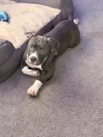 Female1, a female American Bully for sale in Rome, NY – Photo 3 of 5