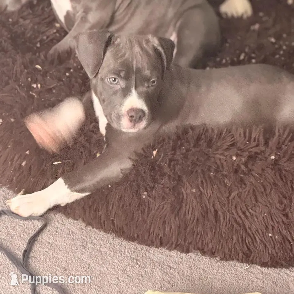 Female1 – American Bully puppy for sale in Rome, NY