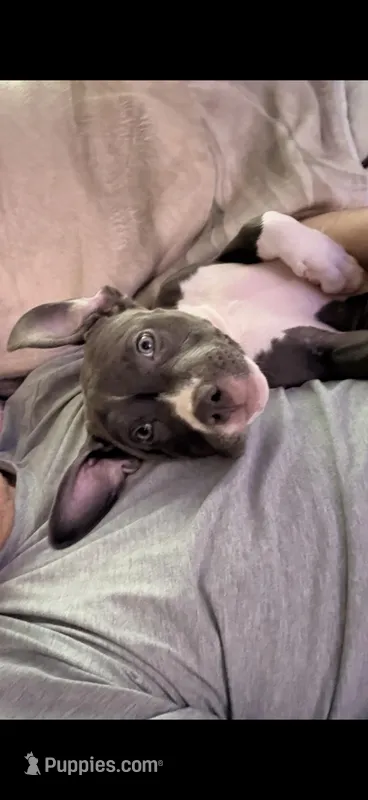 Female1 – American Bully puppy for sale in Rome, NY
