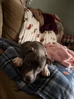 Female1, a female American Bully for sale in Rome, NY – Photo 2 of 5