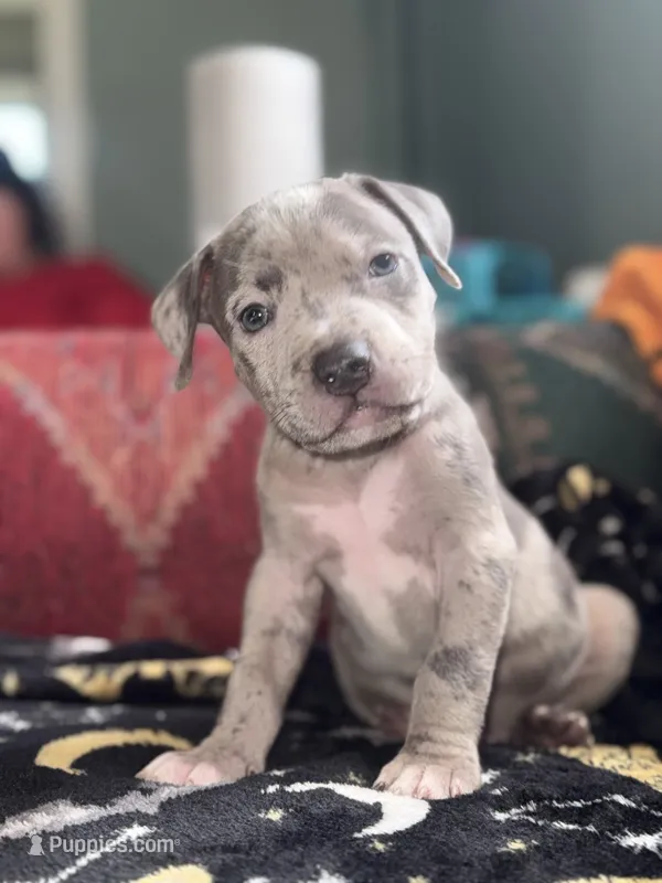 Blue Merle Male – American Bully puppy for sale in Rome, NY