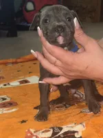 Blue Male #1, a male American Bully for sale in Rome, NY – 1 of 3