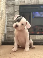 Split Face, a female American Bully for sale in Rome, NY – Photo 2 of 7