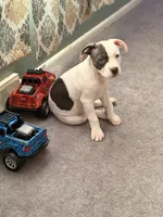 Split Face, a female American Bully for sale in Rome, NY – Photo 1 of 7