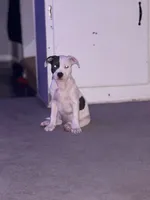 Split Face, a female American Bully for sale in Rome, NY – Photo 4 of 7