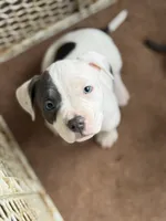 Split Face, a female American Bully for sale in Rome, NY – Photo 3 of 7