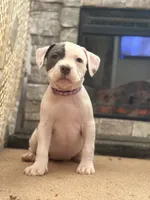 Split Face, a female American Bully for sale in Rome, NY – Photo 7 of 7