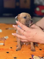 Runt Male , a male American Bully for sale in Rome, NY – 3 of 3
