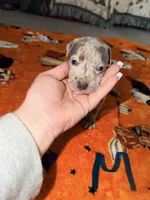Blue Merle Male, a male American Bully for sale in Rome, NY – 2 of 3