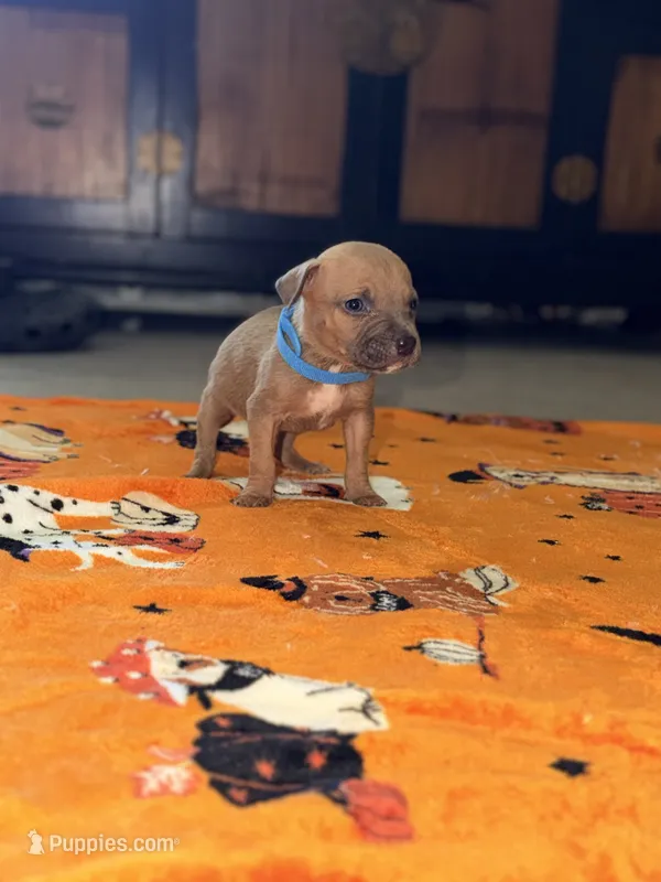 Runt Male  – American Bully puppy for sale in Rome, NY