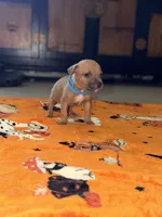 Runt Male , a male American Bully for sale in Rome, NY – 1 of 3