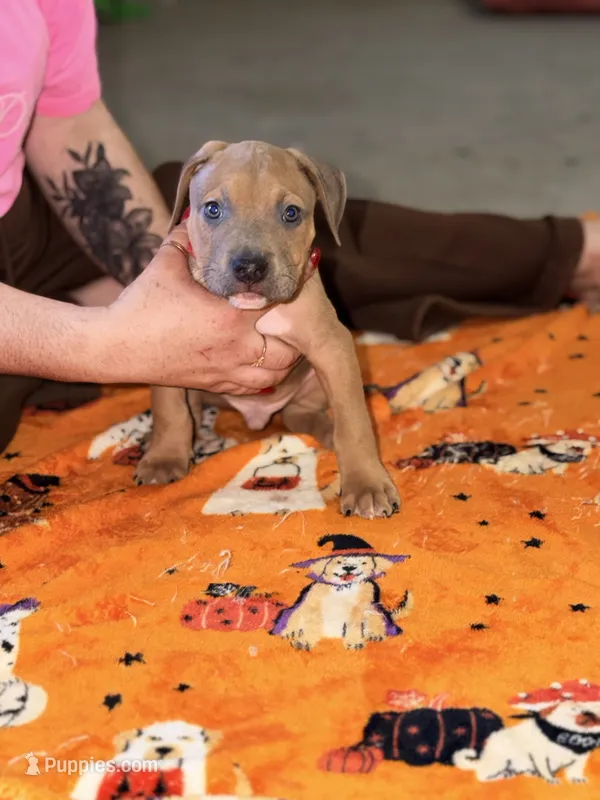 Tank Blue Fawn Male  – American Bully puppy for sale in Rome, NY