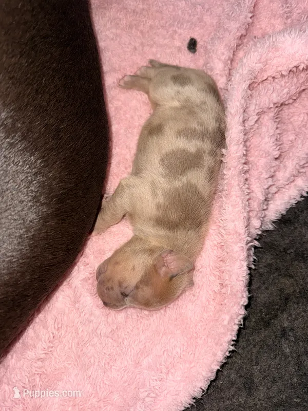 Lilac Tri Merle Male – American Bully puppy for sale in Rome, NY