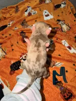 Lilac Tri Merle Male, a male American Bully for sale in Rome, NY – 3 of 4