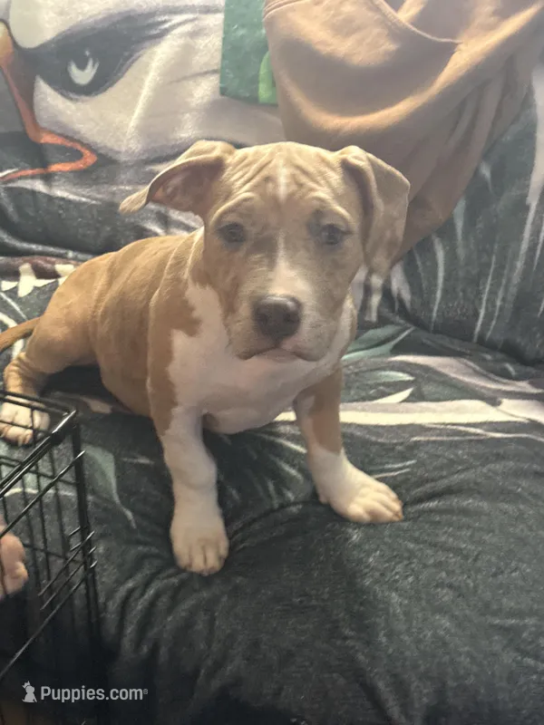 Female3 – American Bully puppy for sale in Rome, NY