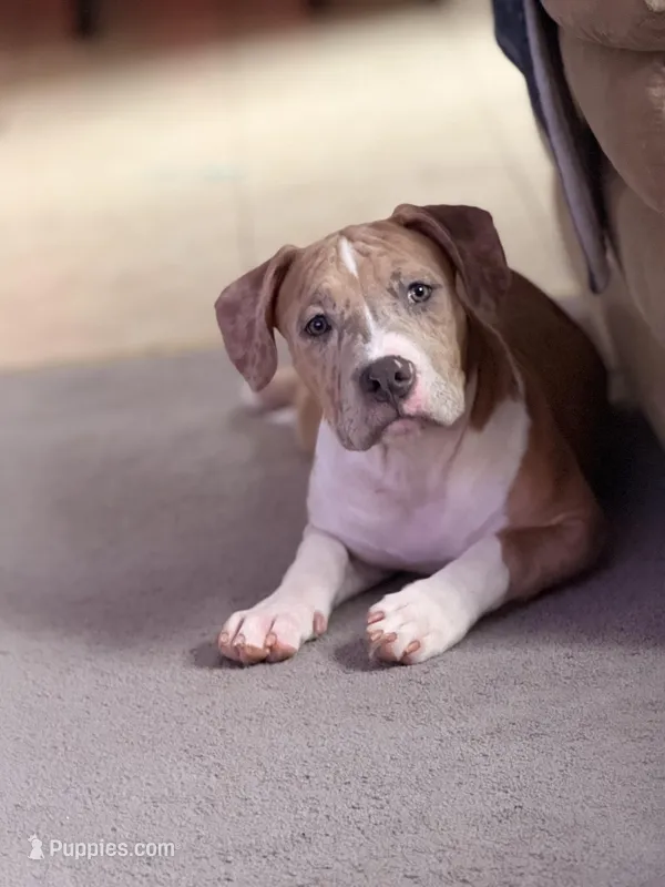 Female3 – American Bully puppy for sale in Rome, NY