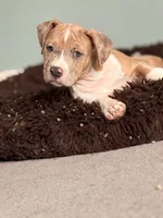 Female3, a female American Bully for sale in Rome, NY – Photo 2 of 5