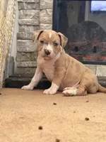 Female3, a female American Bully for sale in Rome, NY – Photo 3 of 5