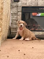 Female3, a female American Bully for sale in Rome, NY – Photo 5 of 5